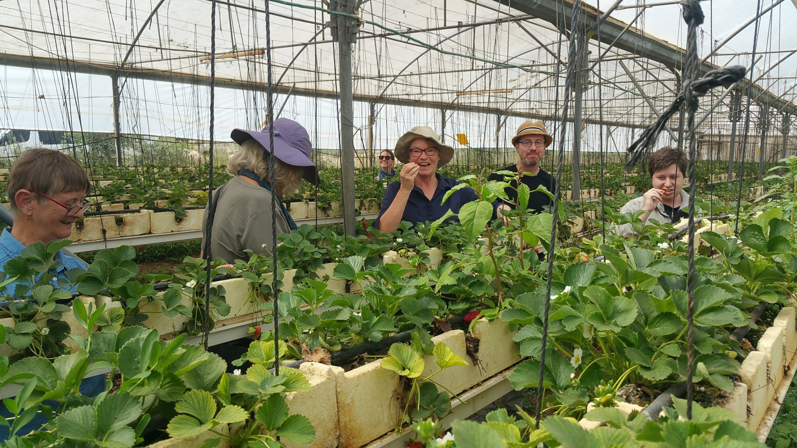 People eating strawberries in a hydroponics shed