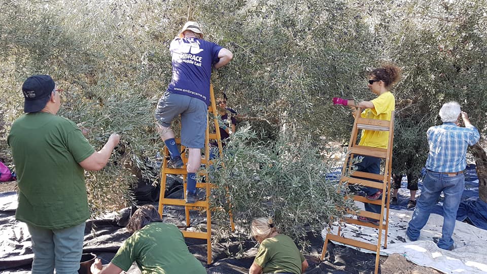 Photo of a group of people picking Olives in Palestine